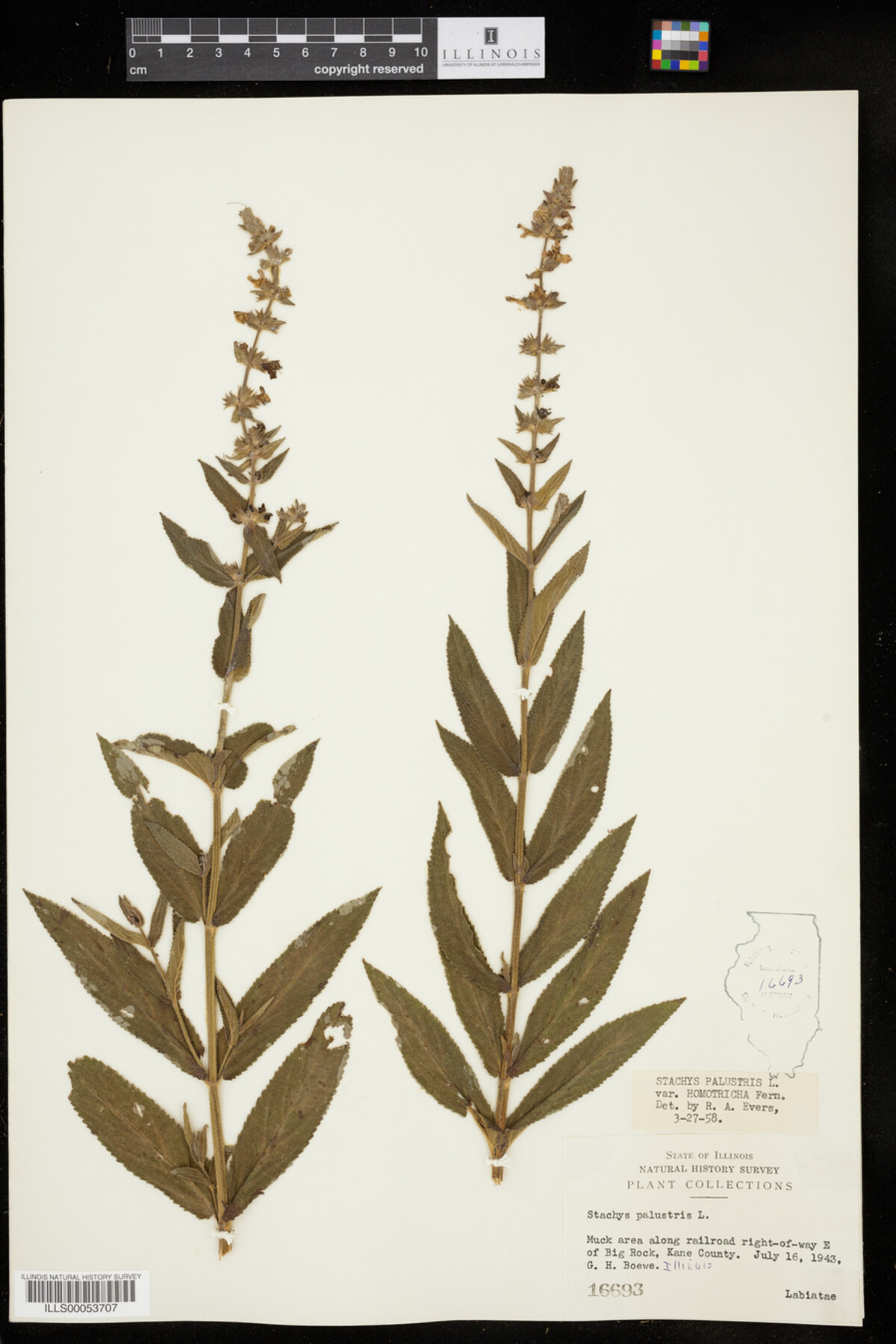 Stachys image
