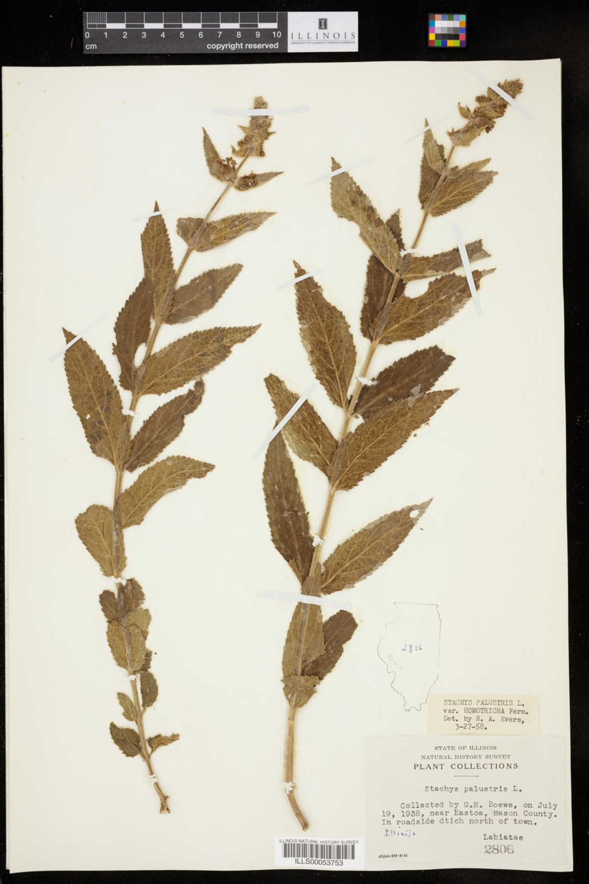 Stachys palustris image