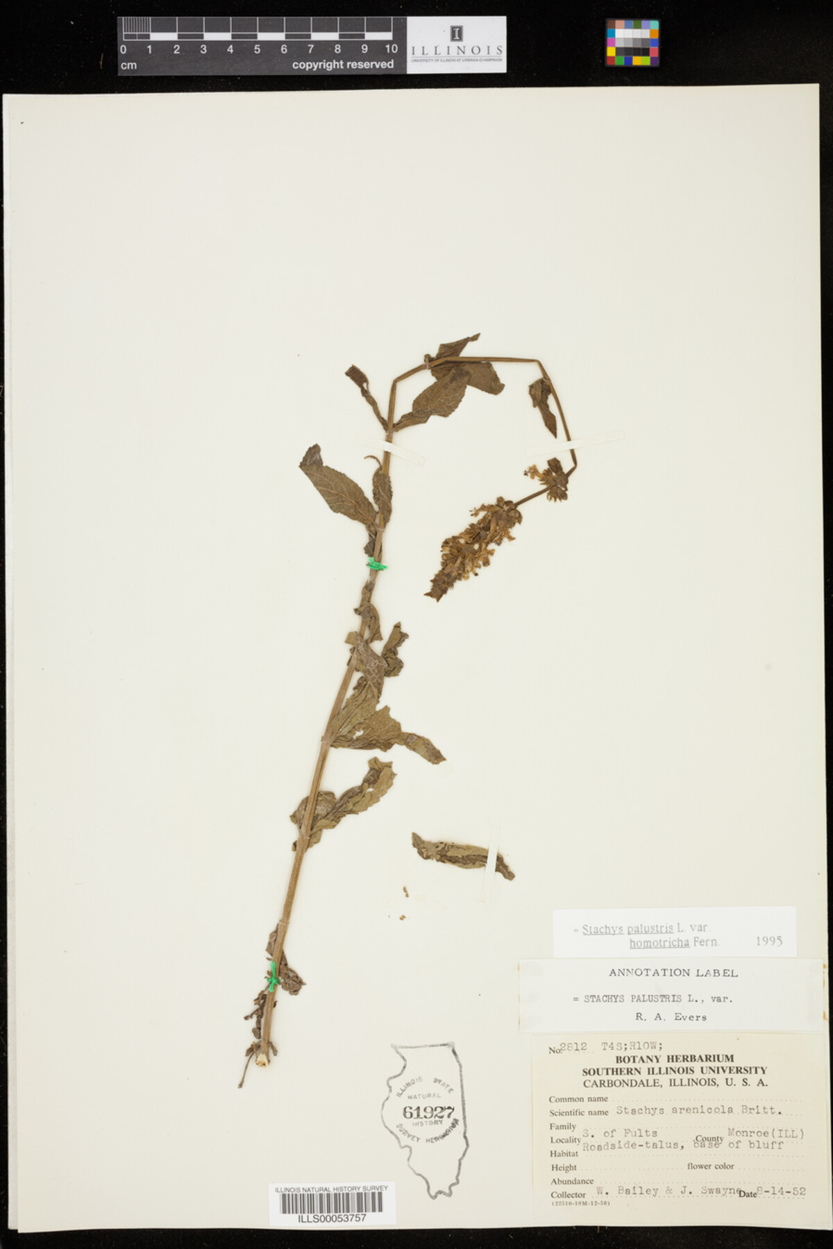 Stachys palustris image