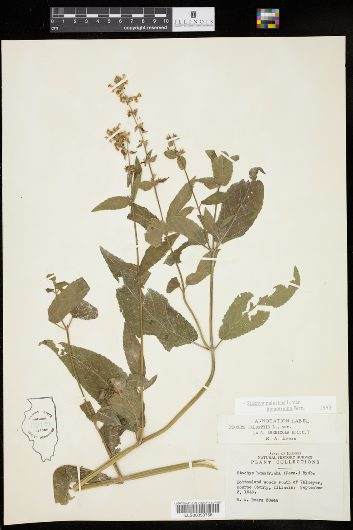 Stachys palustris image