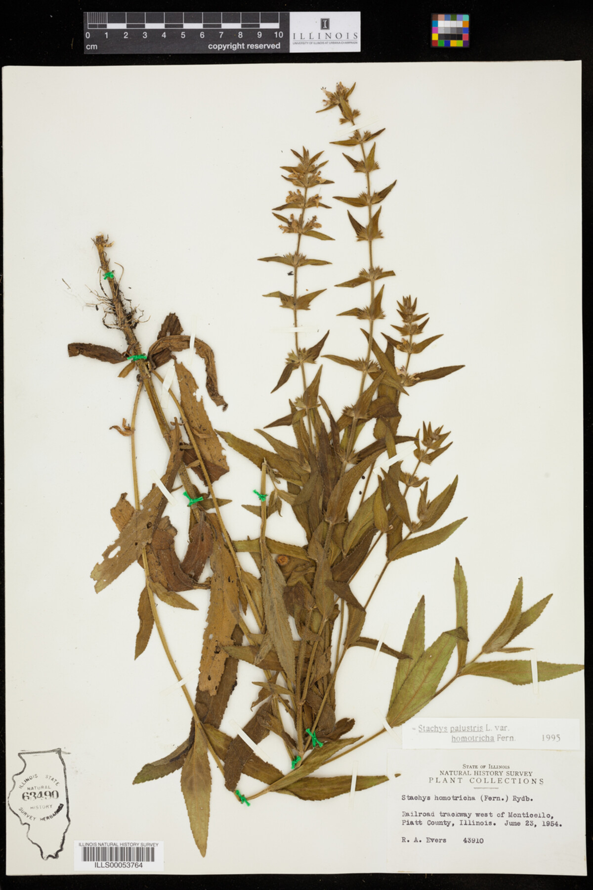 Stachys palustris var. homotricha image