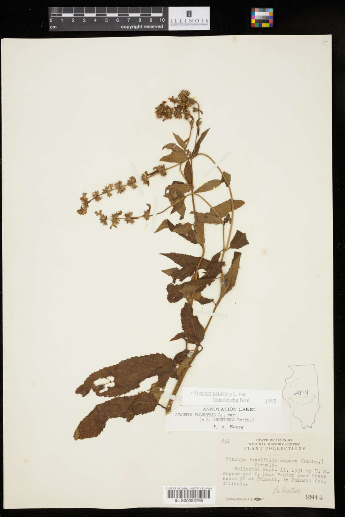 Stachys palustris var. homotricha image