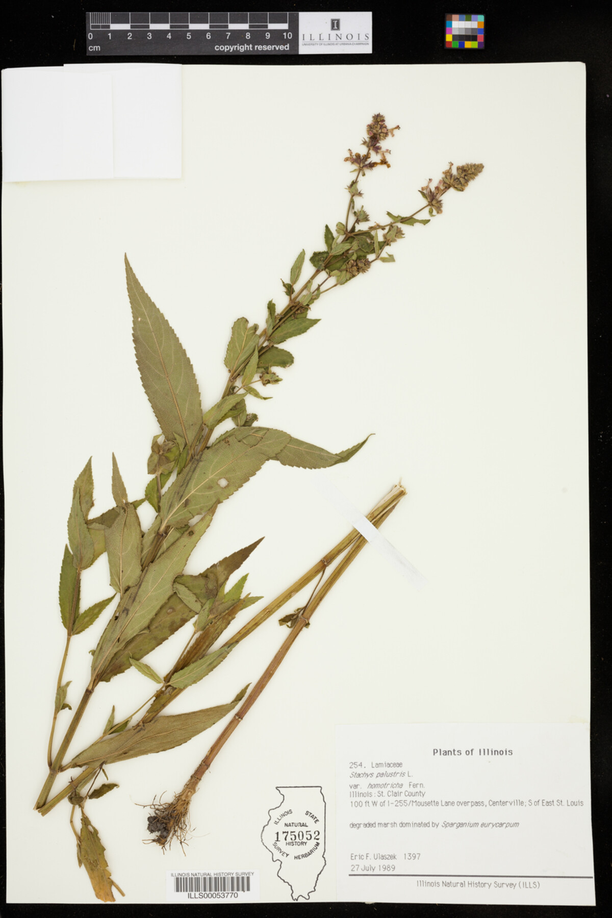 Stachys palustris image