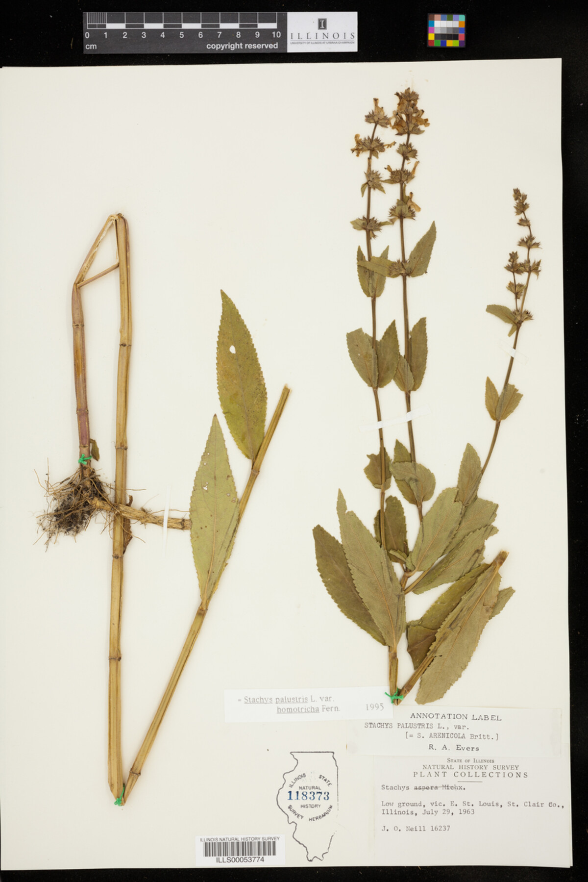 Stachys palustris var. homotricha image