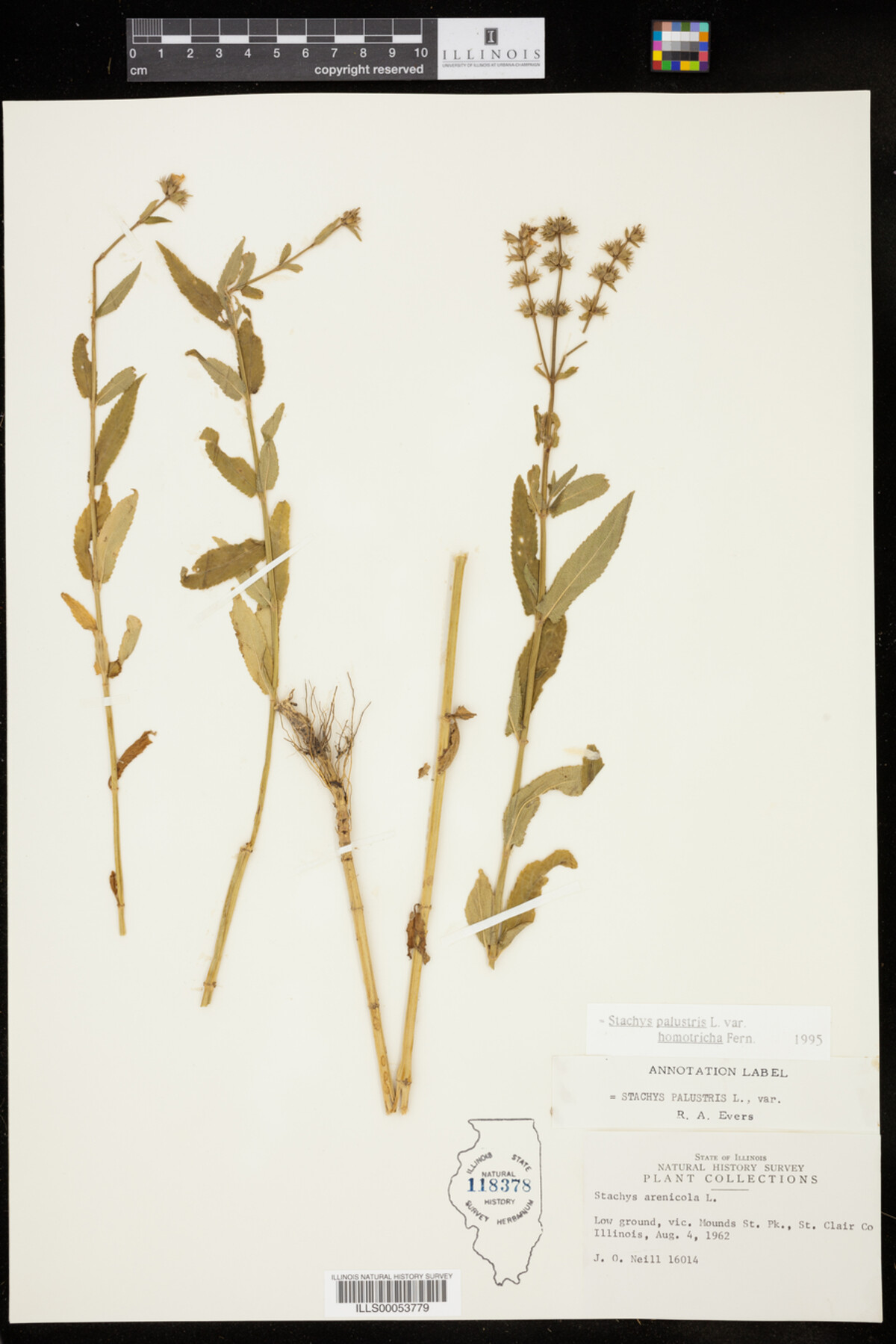 Stachys palustris var. homotricha image