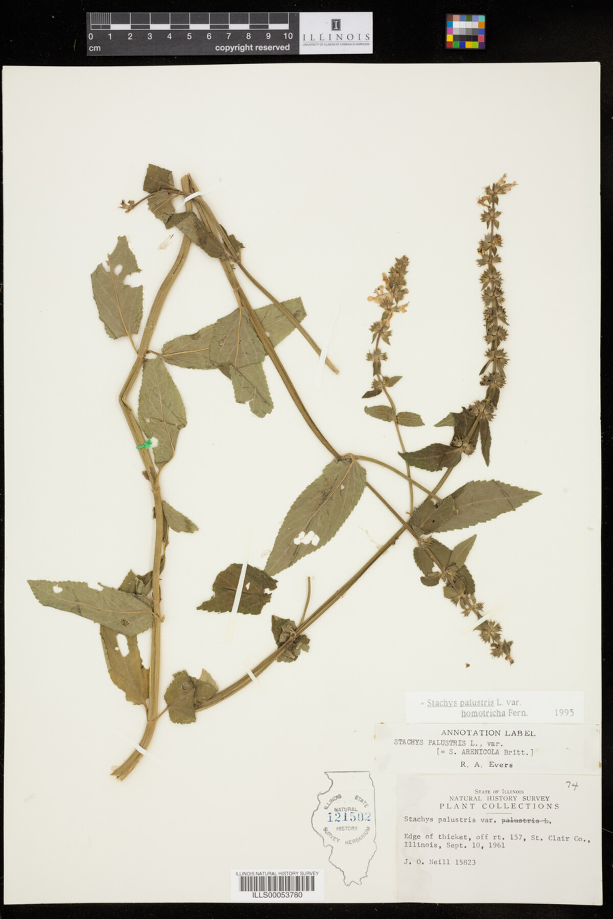 Stachys palustris var. homotricha image