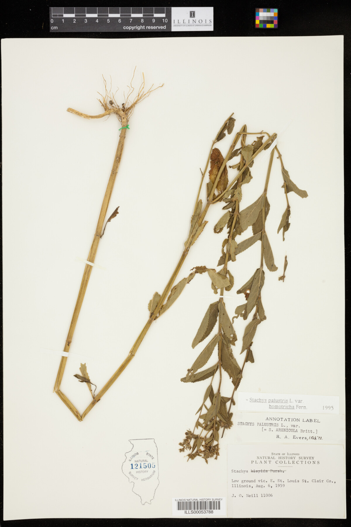 Stachys palustris image