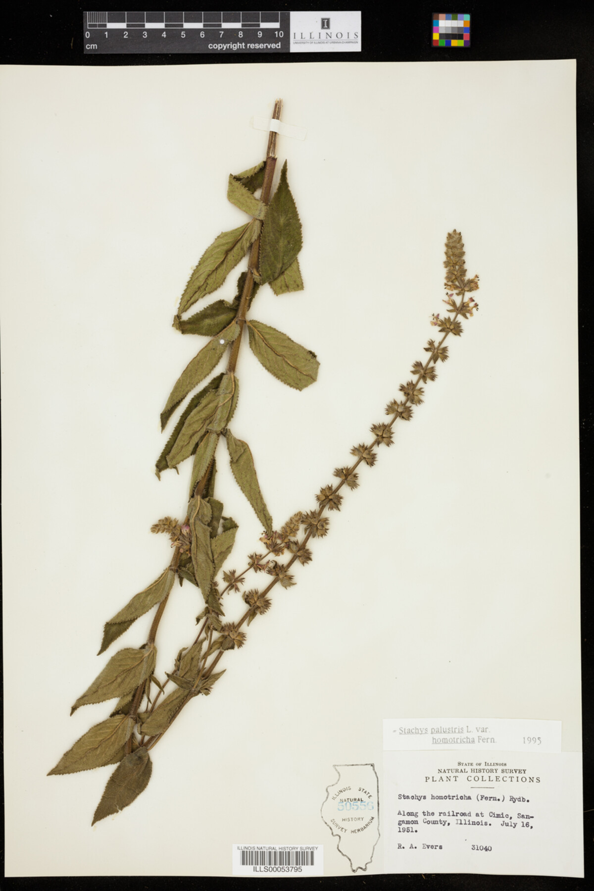 Stachys palustris var. homotricha image