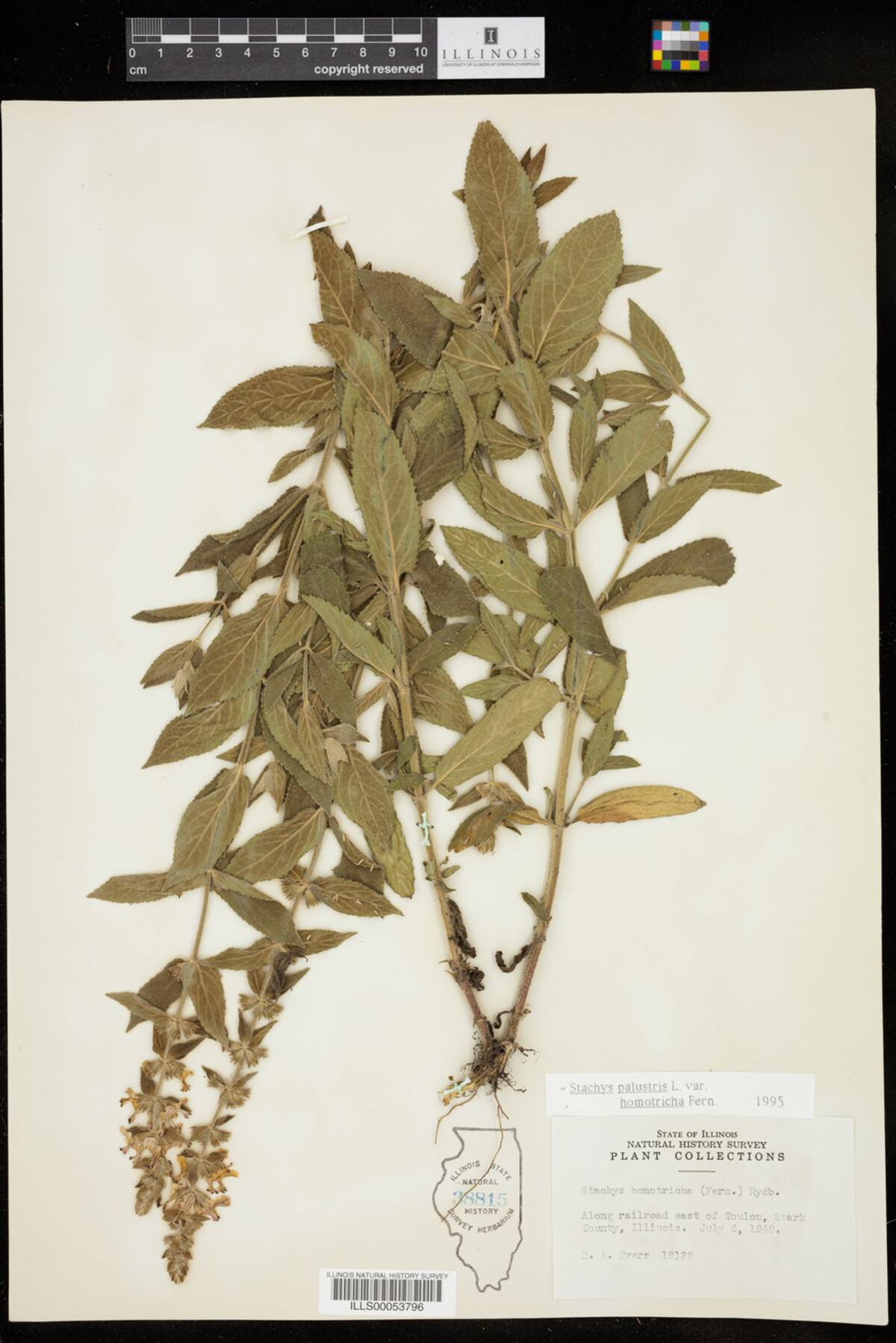 Stachys palustris var. homotricha image