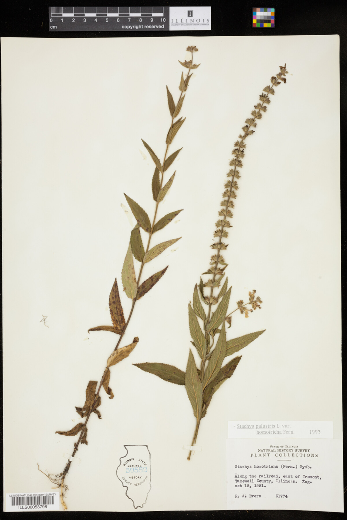 Stachys palustris var. homotricha image