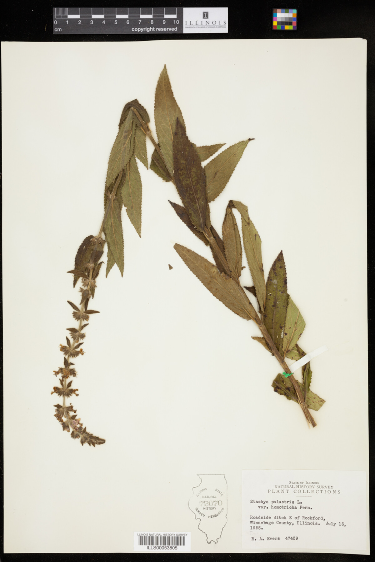 Stachys palustris image