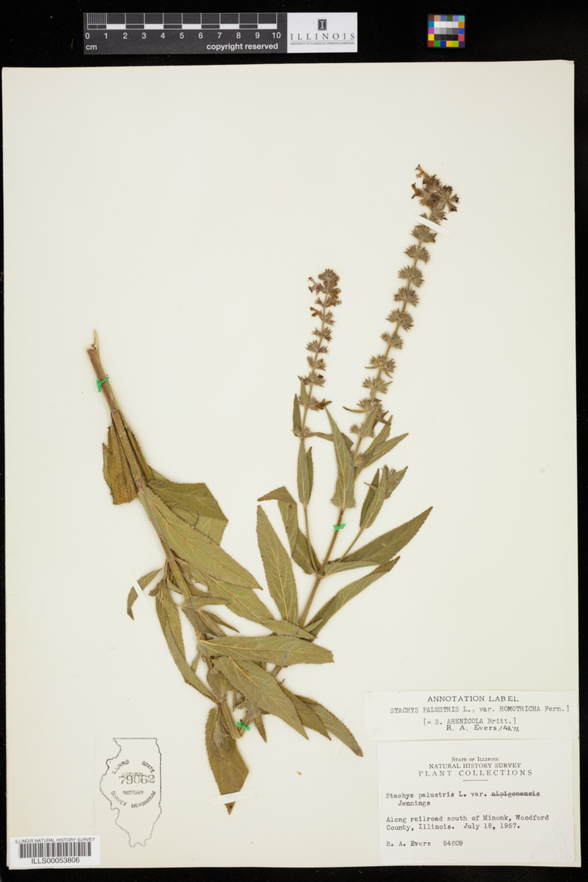 Stachys palustris var. homotricha image