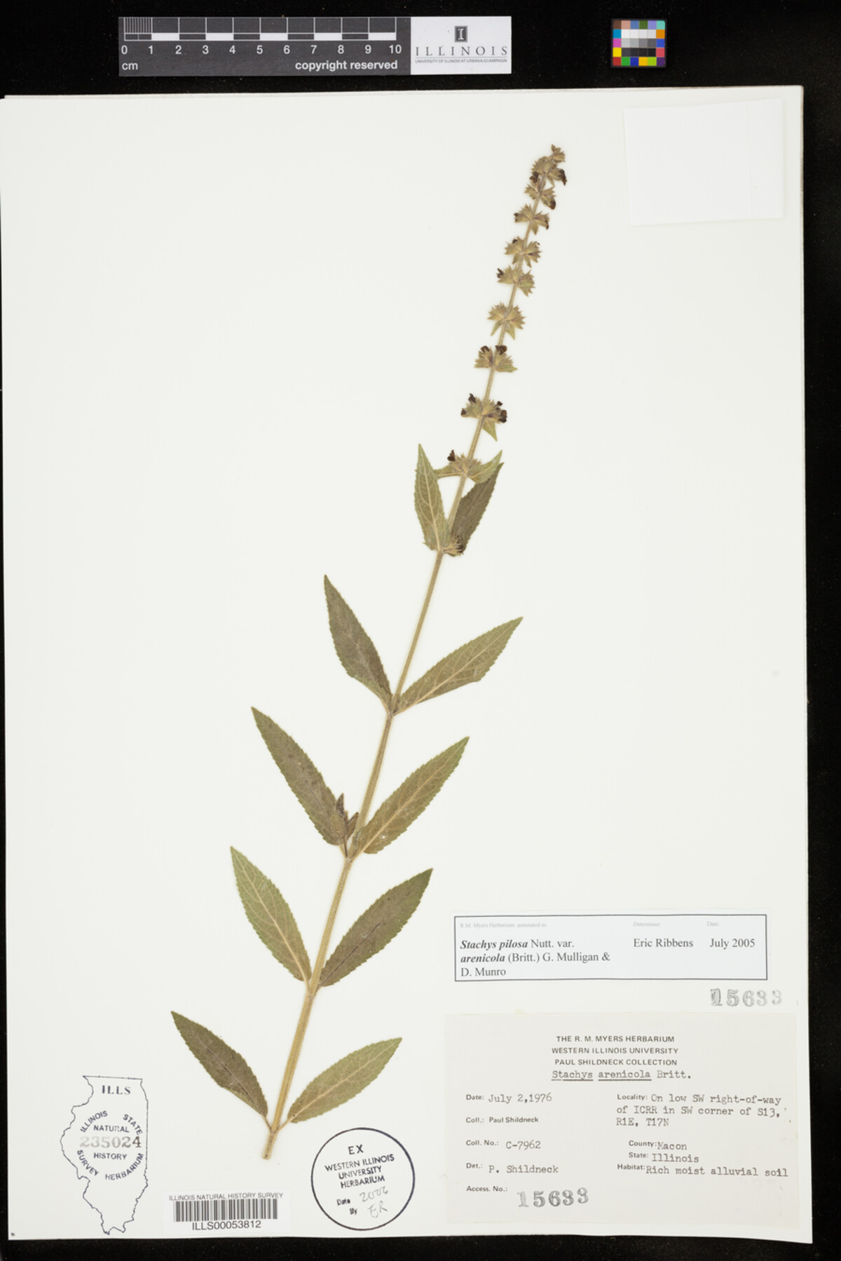 Stachys pilosa var. arenicola image
