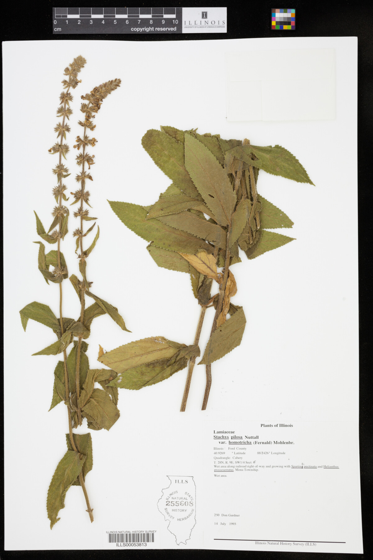 Stachys pilosa var. homotricha image