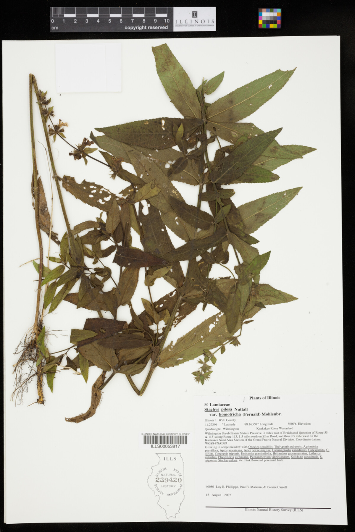 Stachys pilosa var. homotricha image