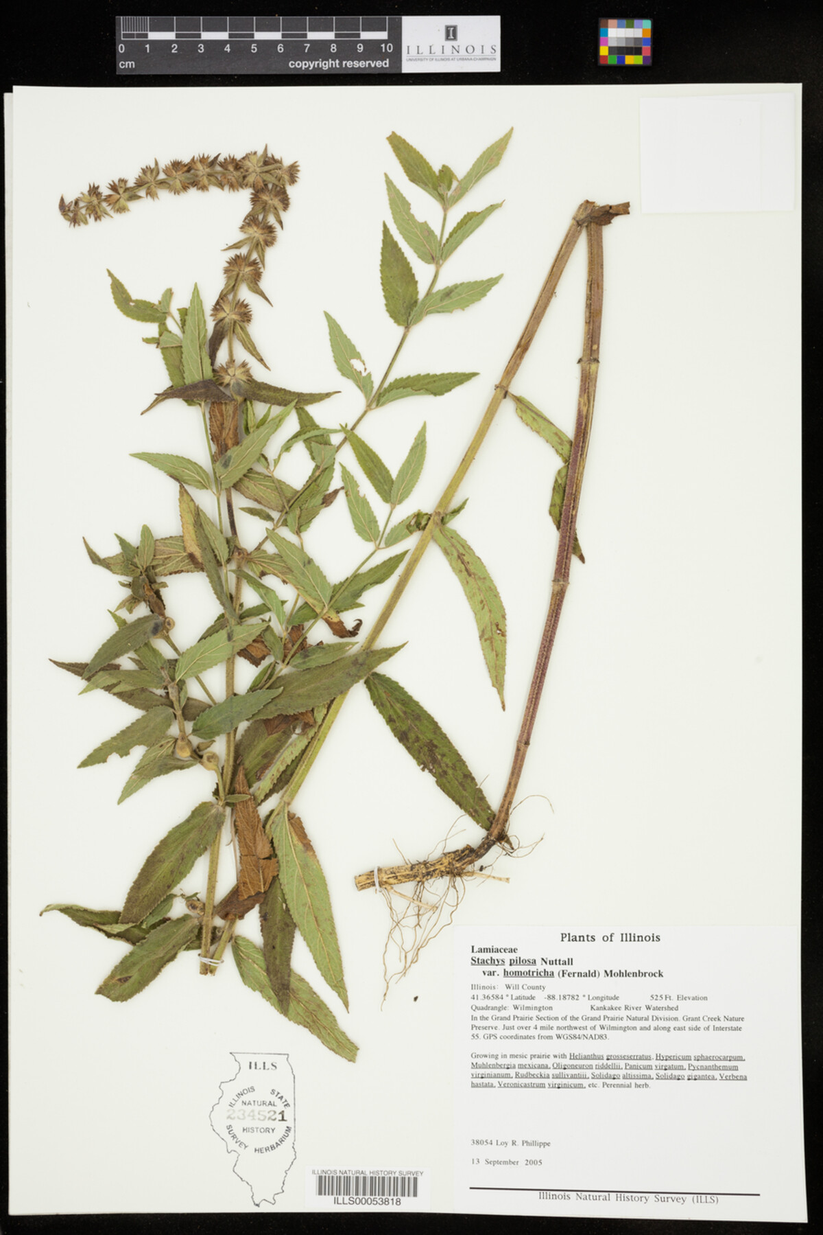 Stachys pilosa var. homotricha image