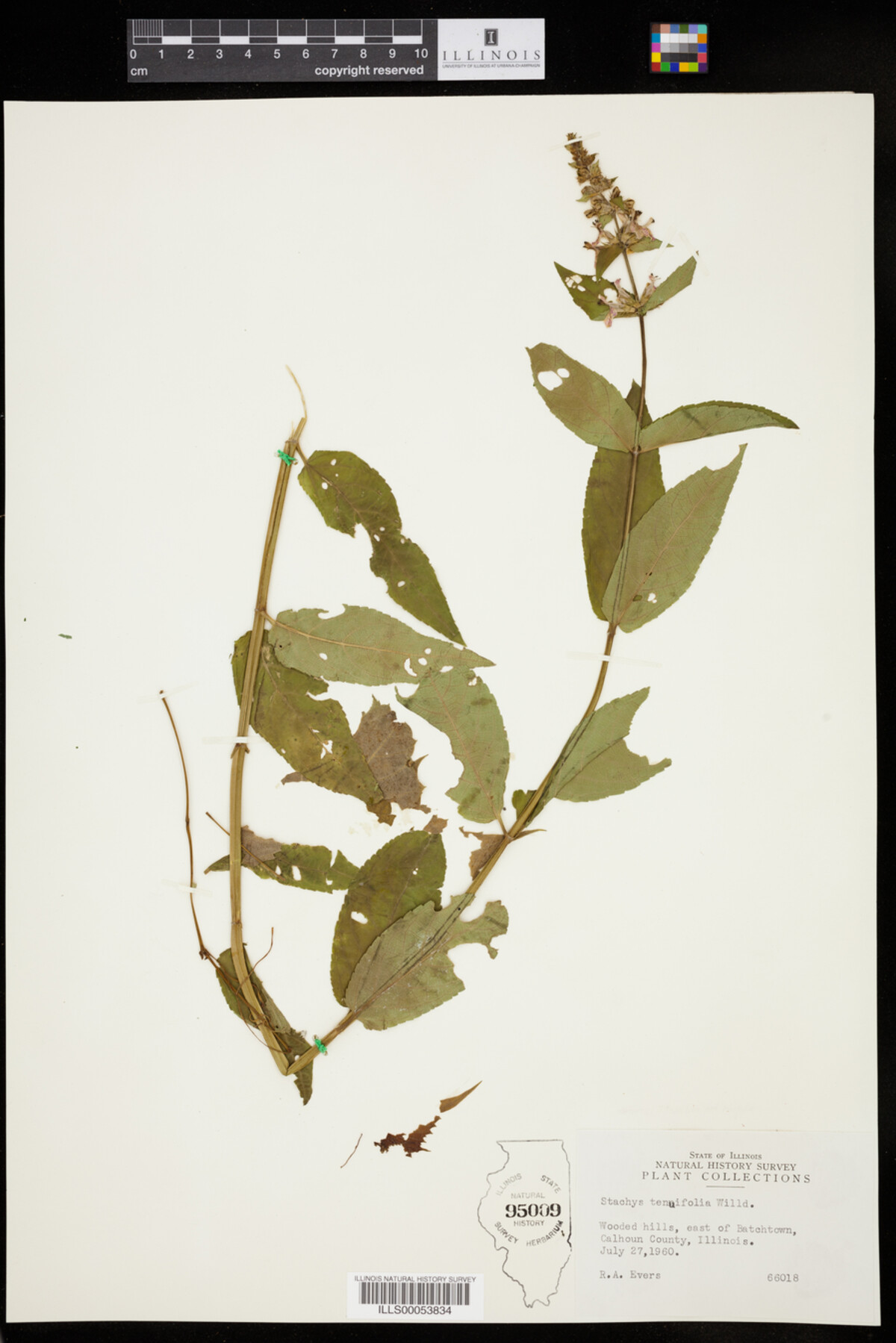 Stachys tenuifolia image