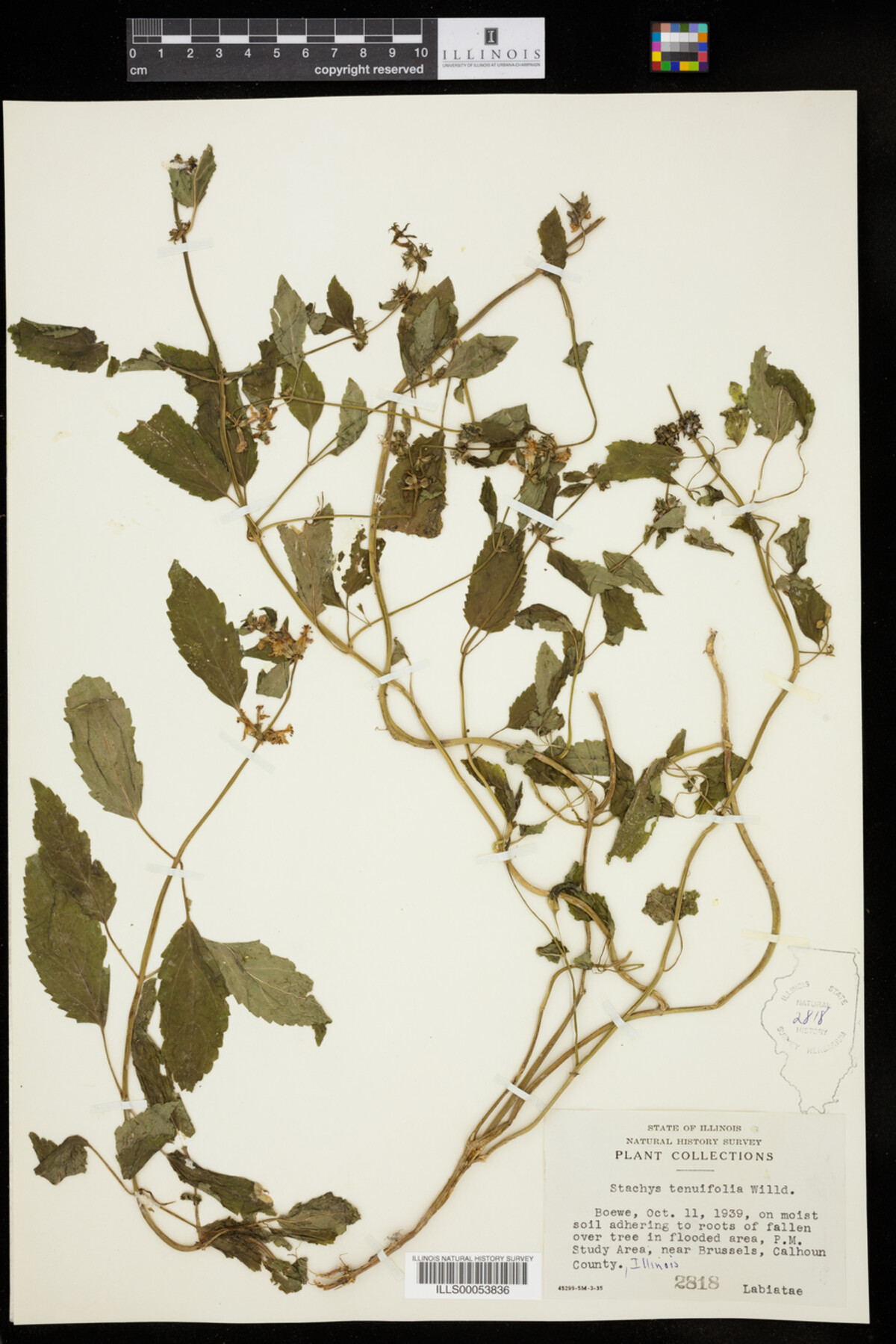 Lamiaceae image