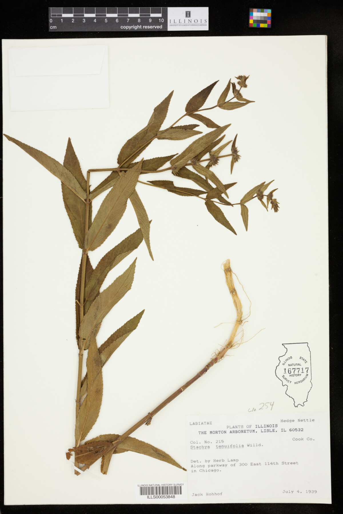 Stachys tenuifolia image