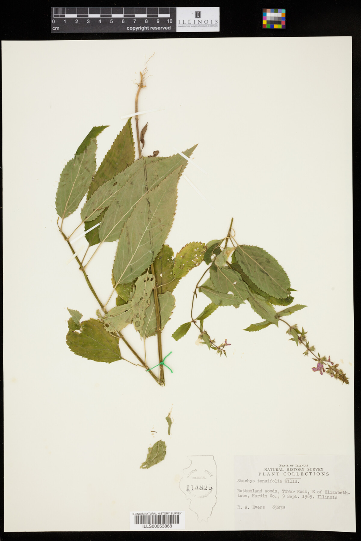 Lamiaceae image