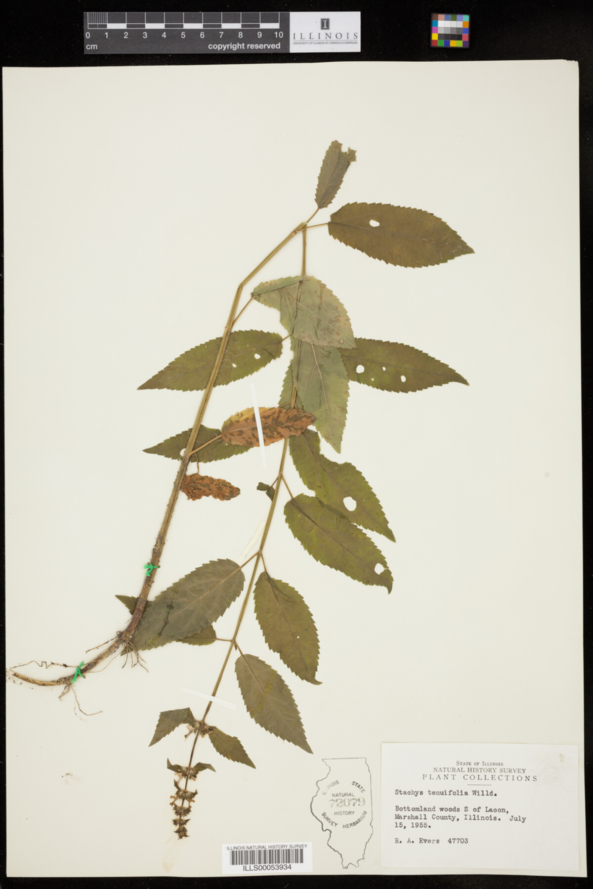 Stachys tenuifolia image