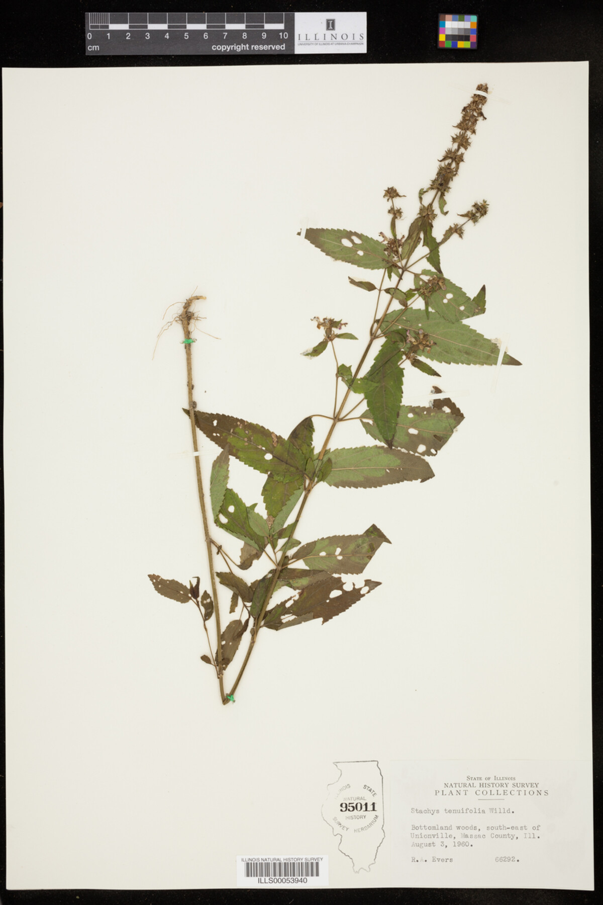 Stachys tenuifolia image