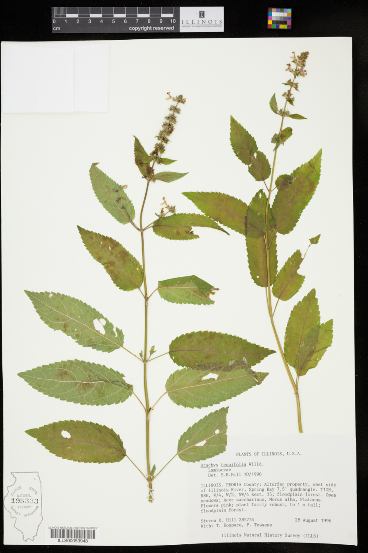 Stachys tenuifolia image