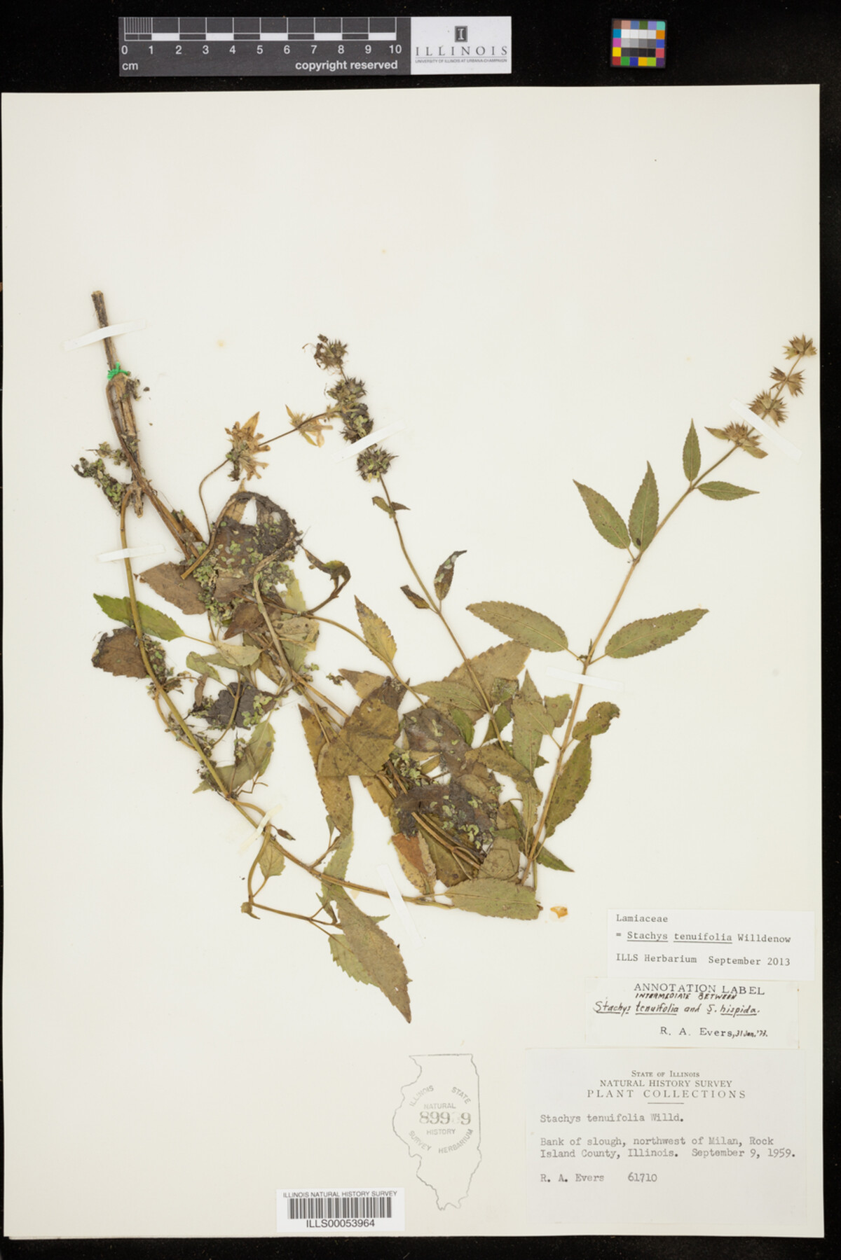 Stachys tenuifolia image