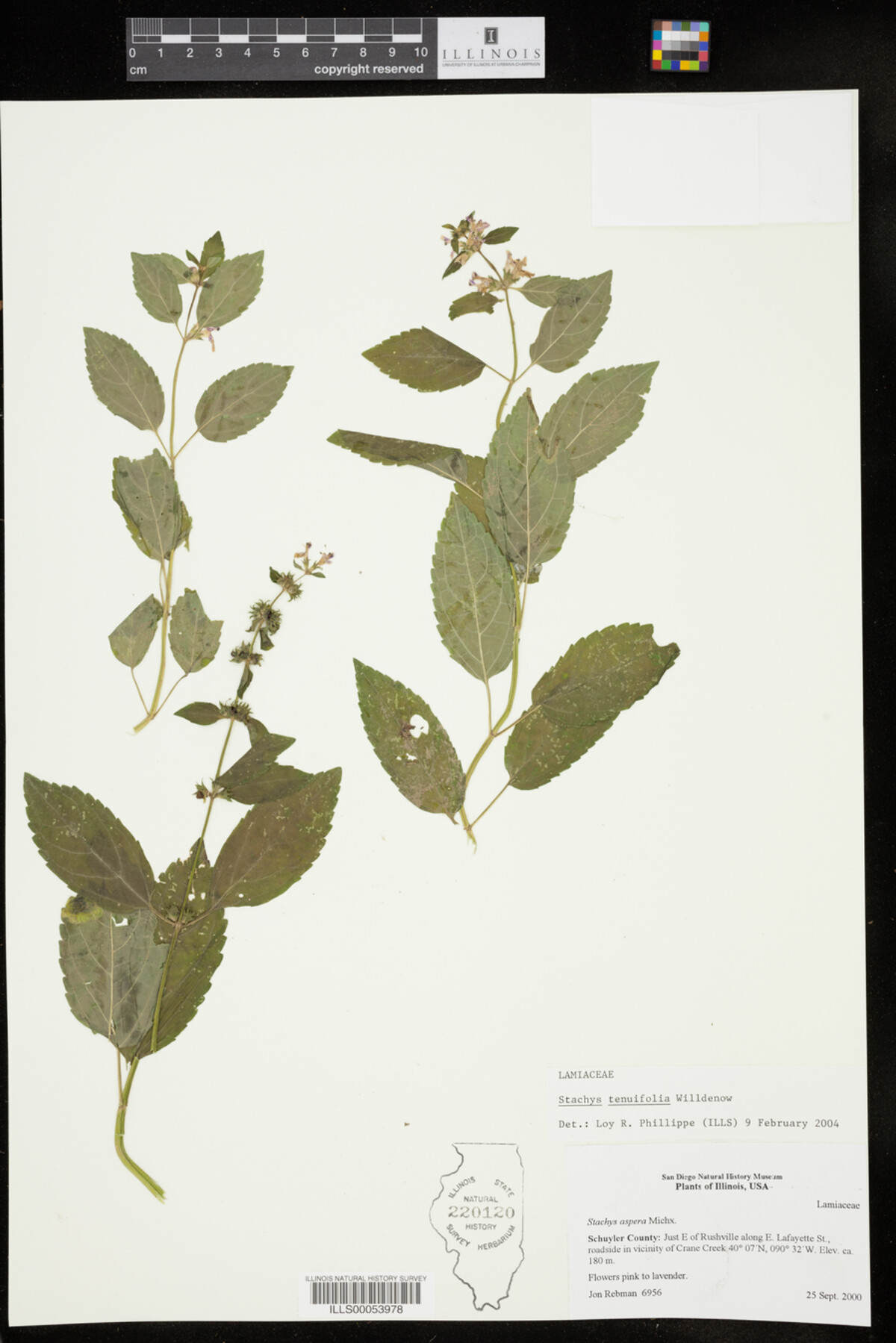 Stachys tenuifolia image