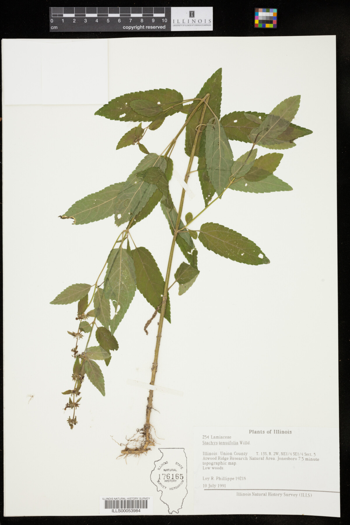 Stachys tenuifolia image
