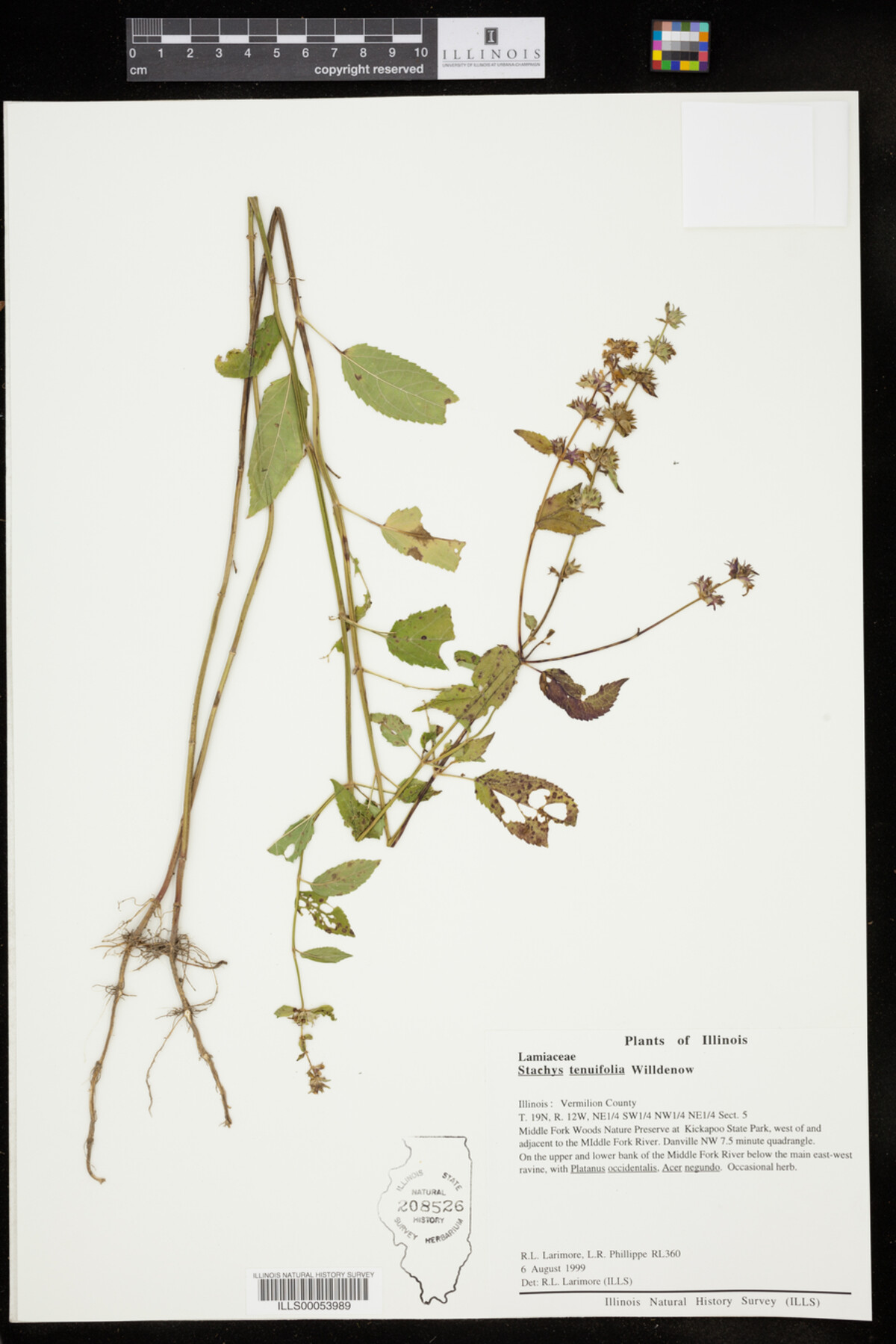 Stachys image