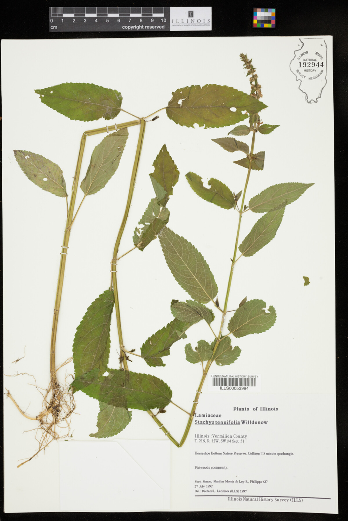 Stachys tenuifolia image