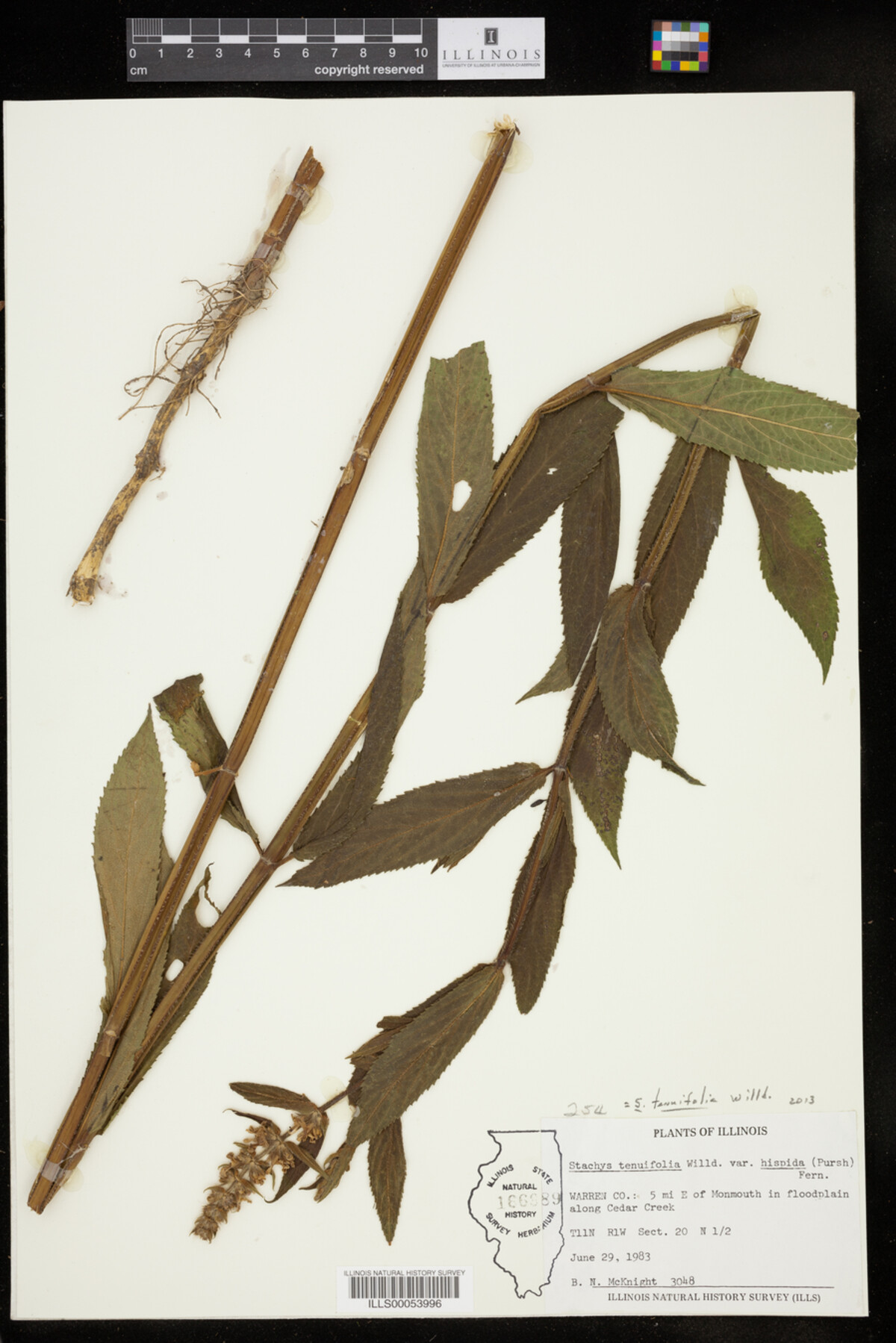 Stachys tenuifolia image