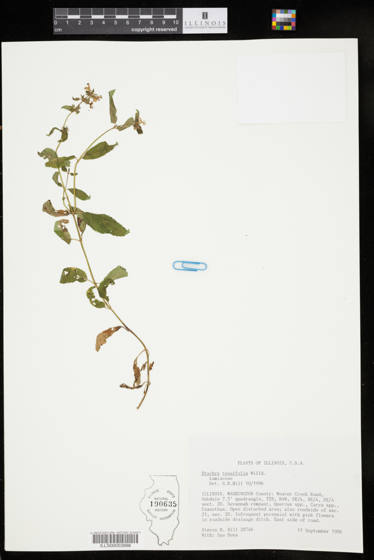 Stachys tenuifolia image