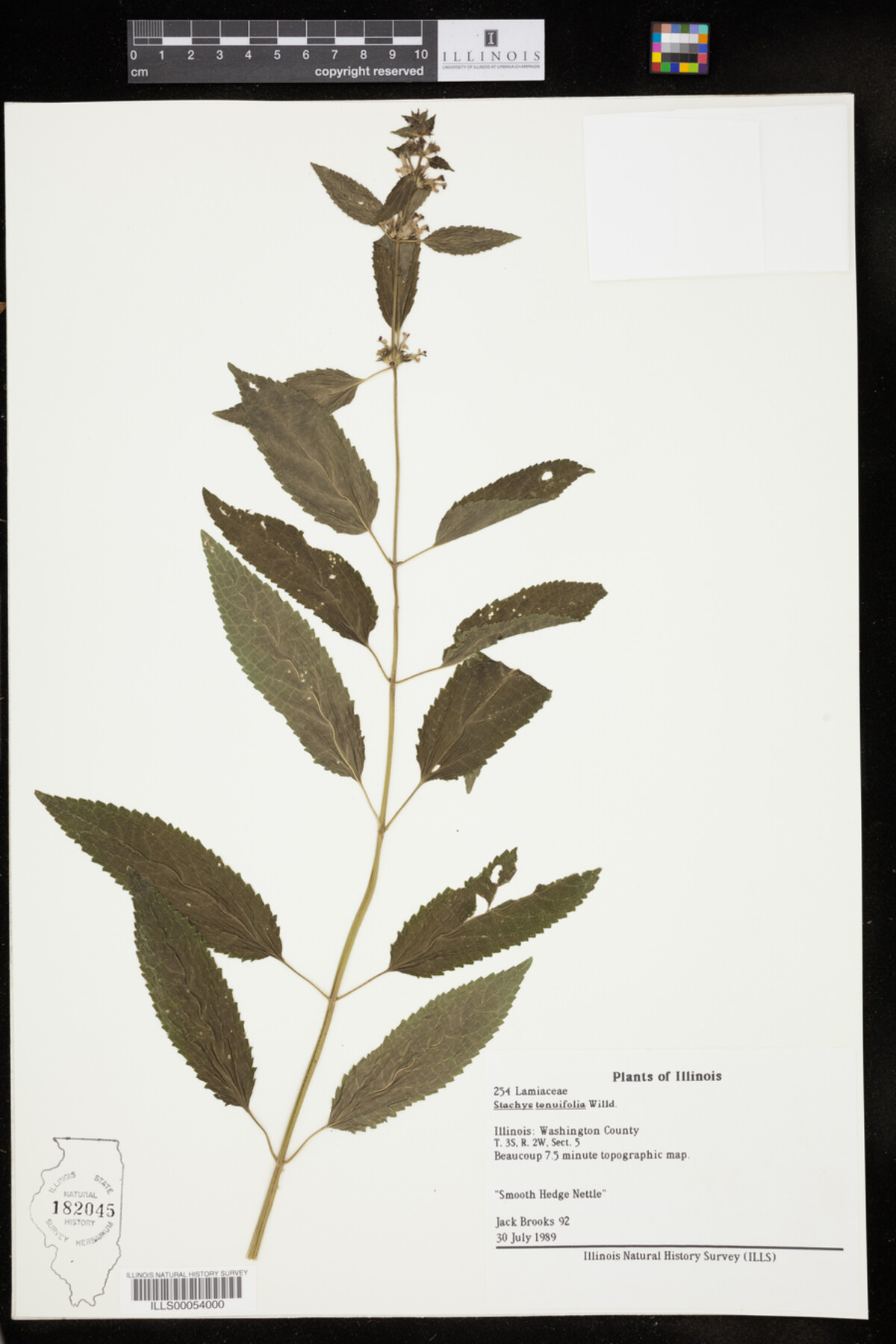 Stachys tenuifolia image