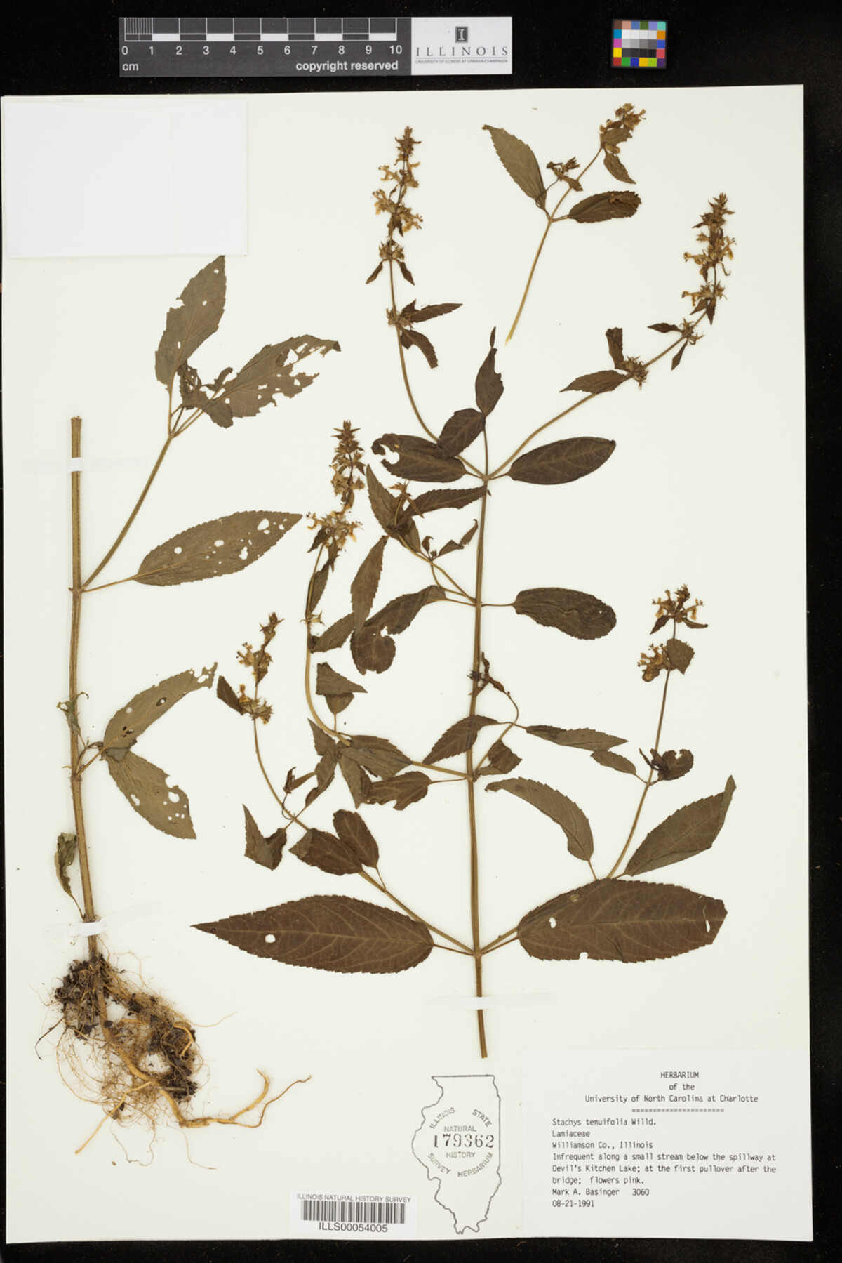 Stachys image