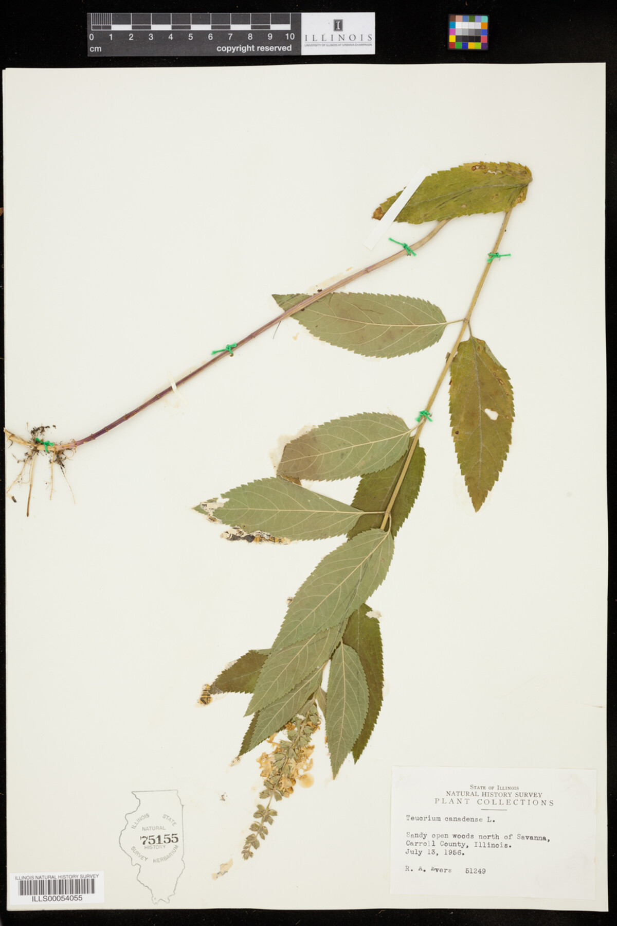 Teucrium canadense image