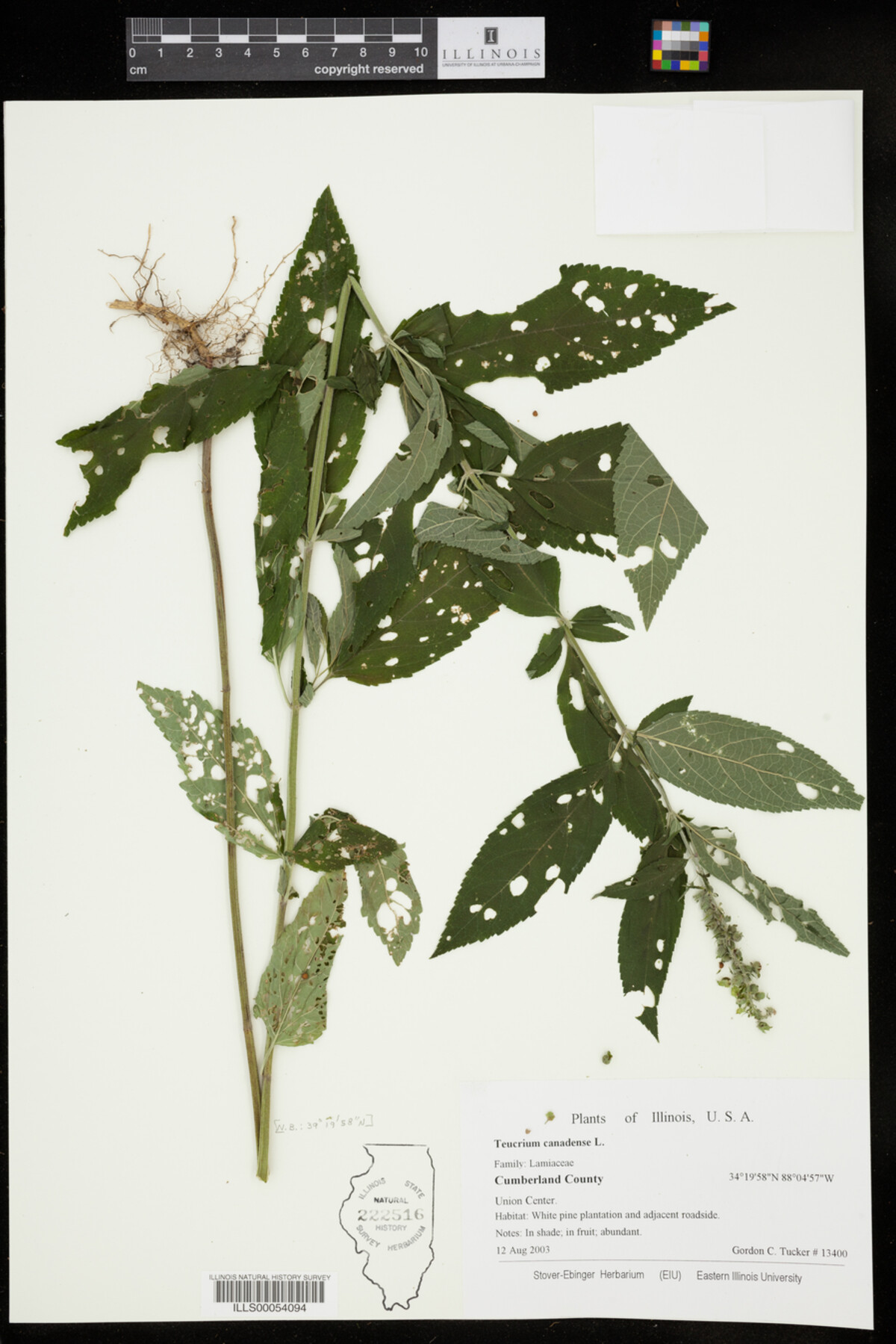 Teucrium canadense image