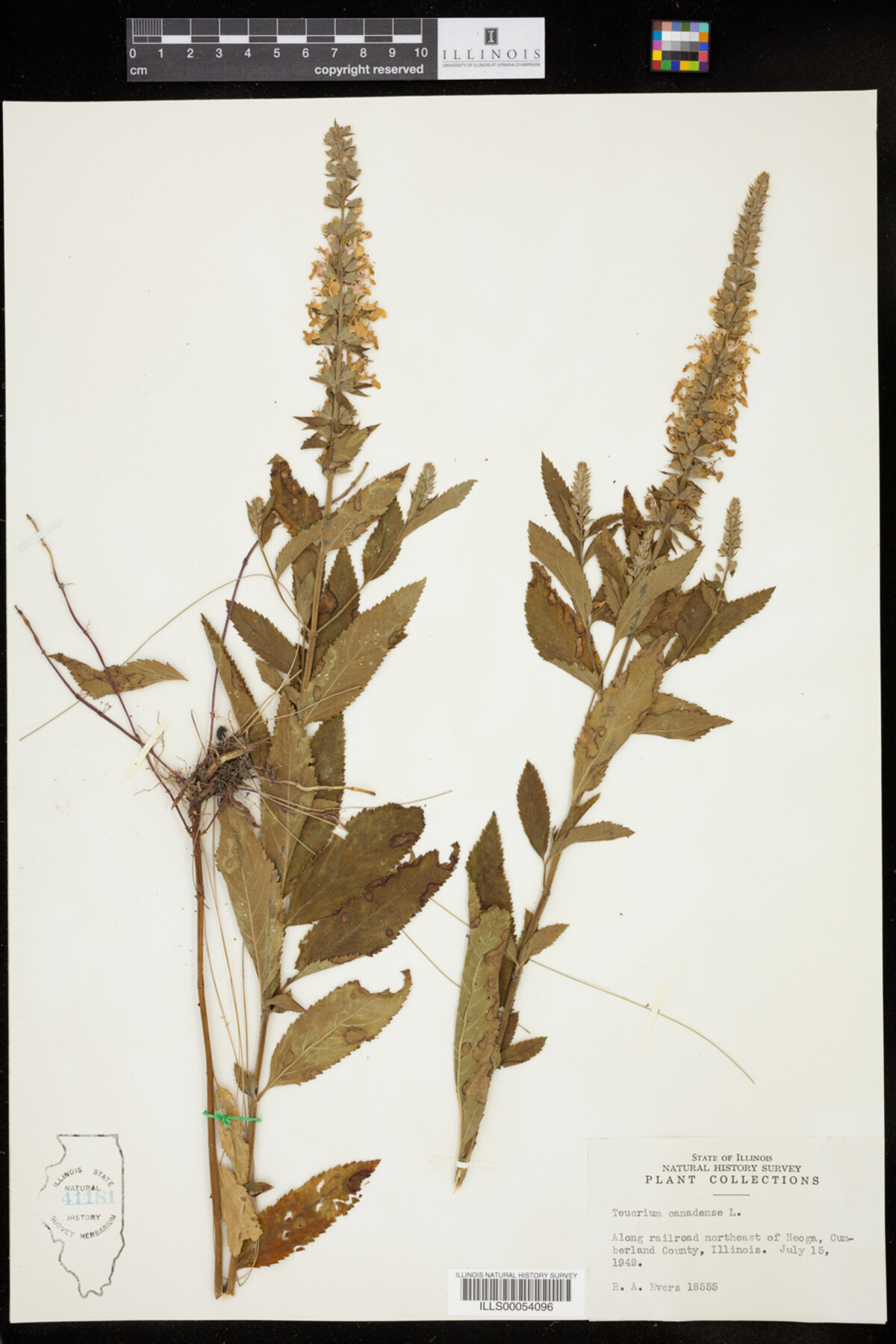 Teucrium image