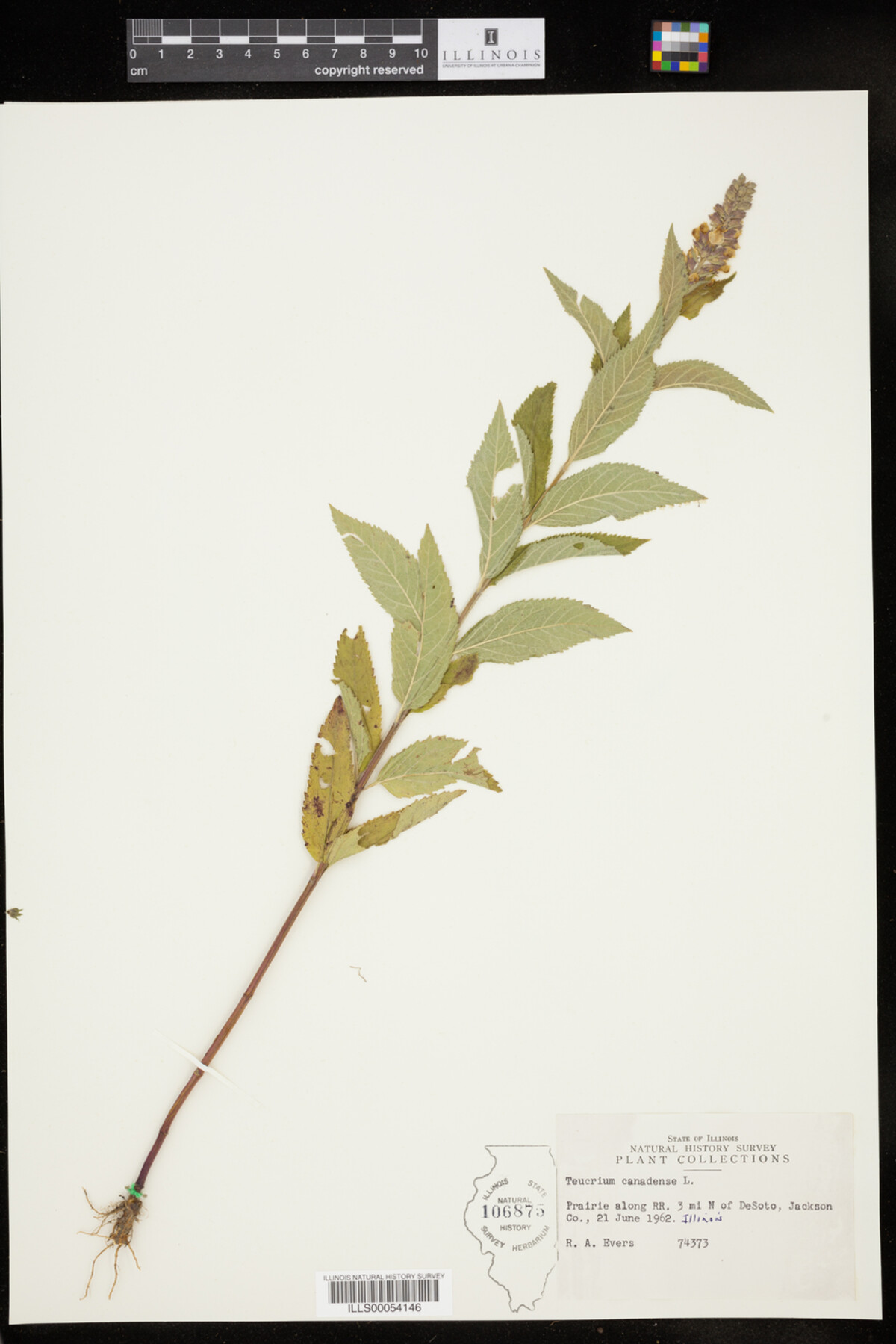 Lamiaceae image
