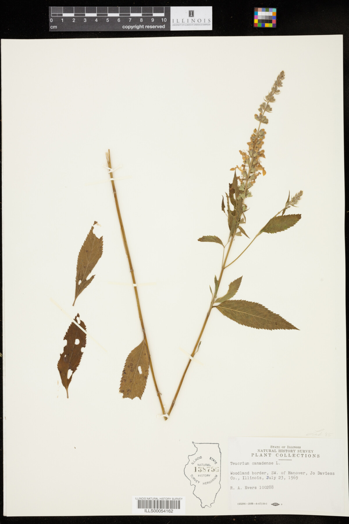 Teucrium canadense image