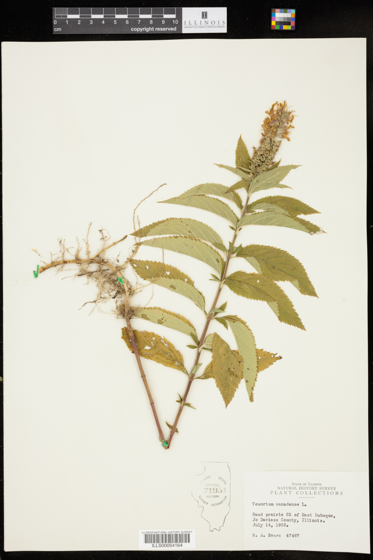 Teucrium image