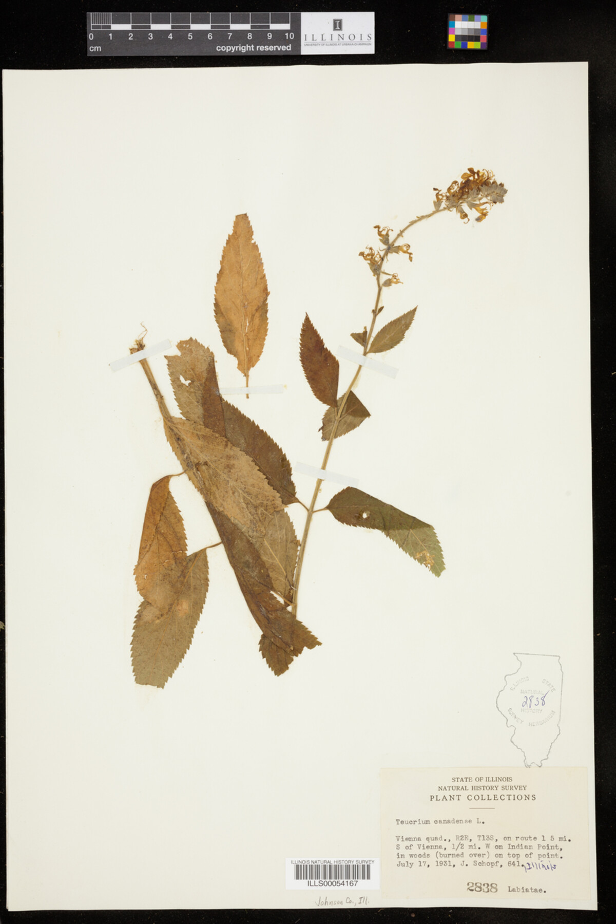 Teucrium canadense image