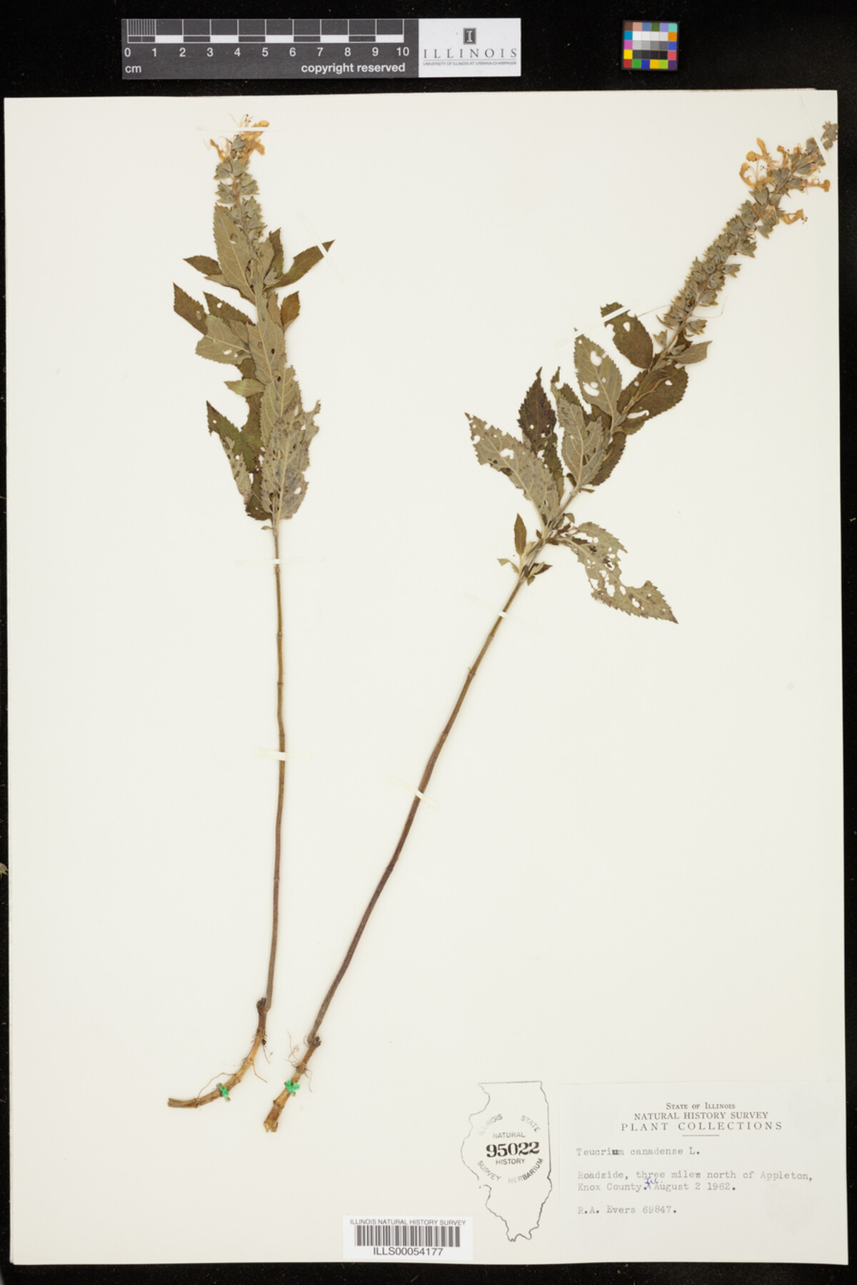 Teucrium canadense image