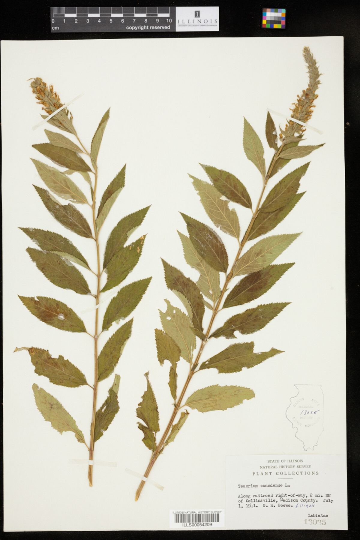 Teucrium canadense image