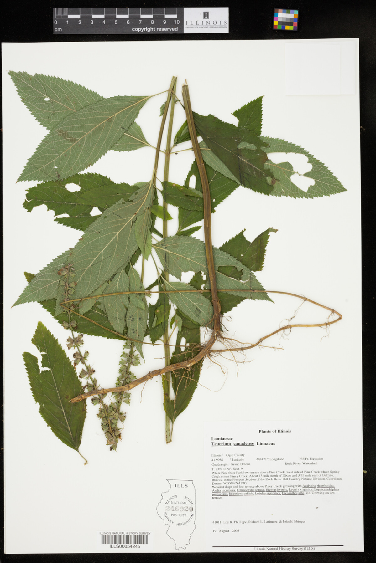 Teucrium canadense image