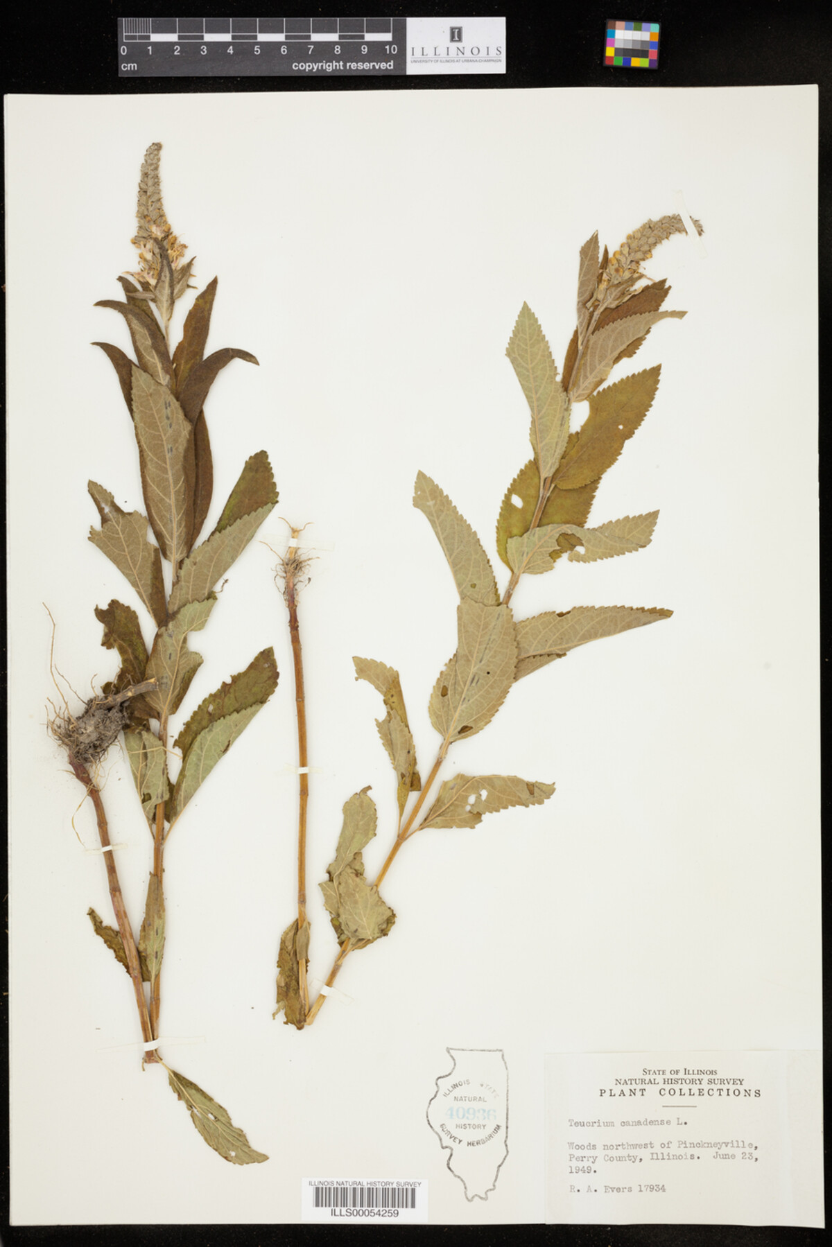 Teucrium image