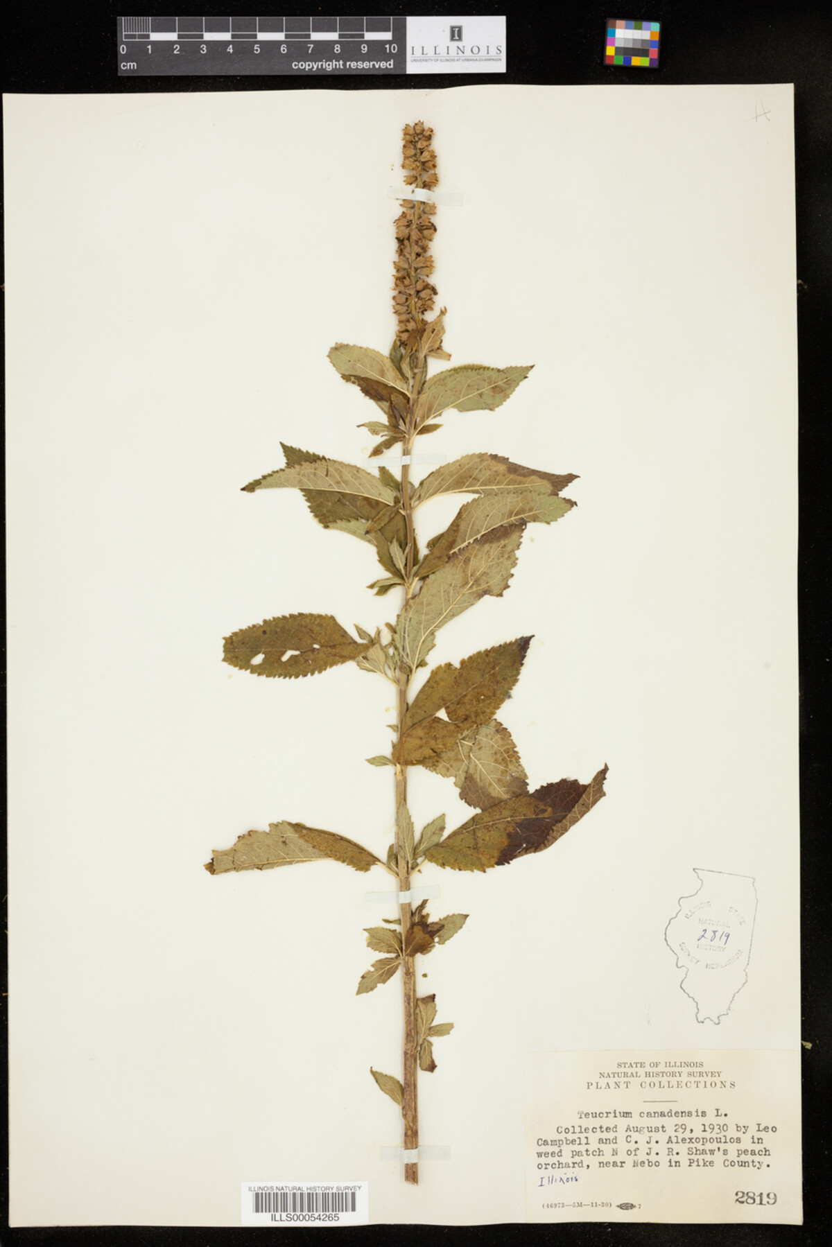 Teucrium canadense image