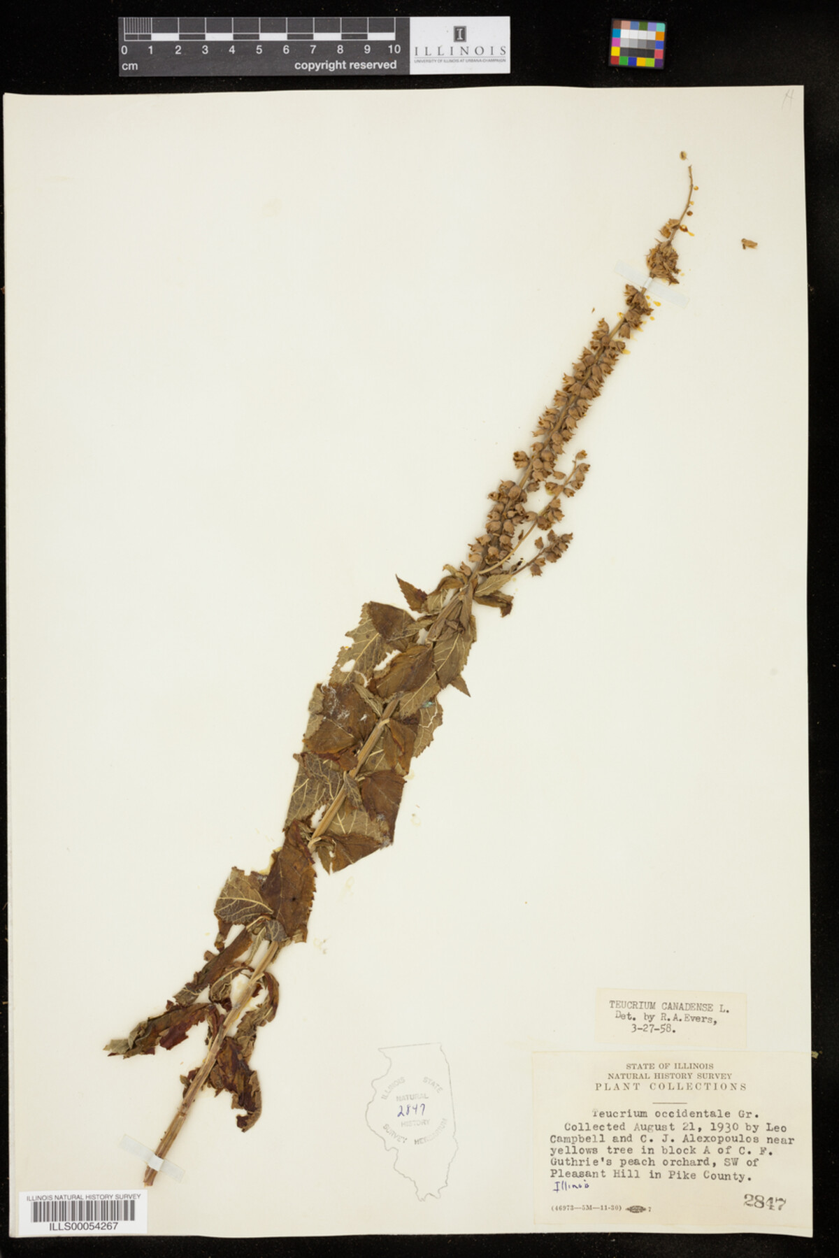 Teucrium canadense image