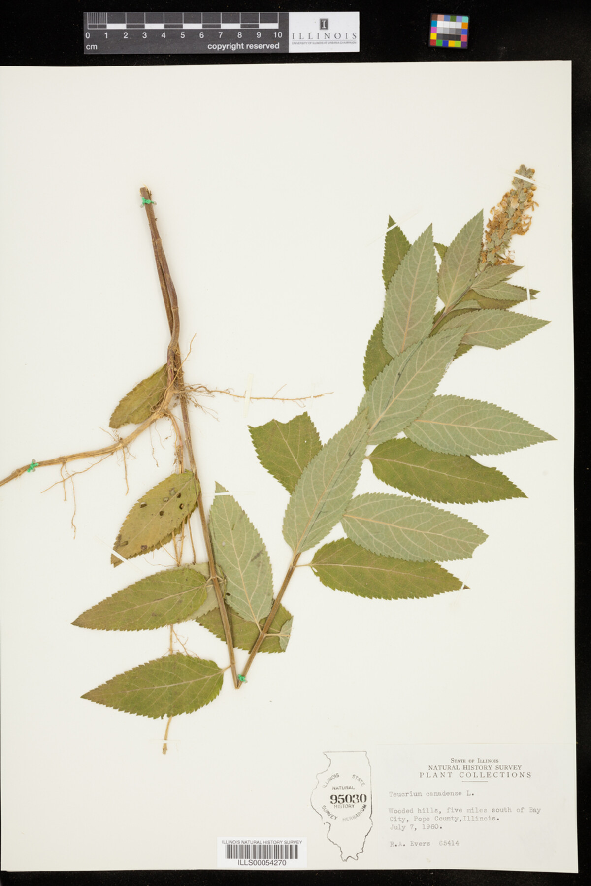 Teucrium canadense image